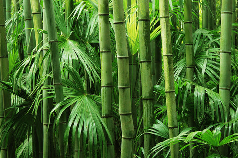Why choose bamboo?
